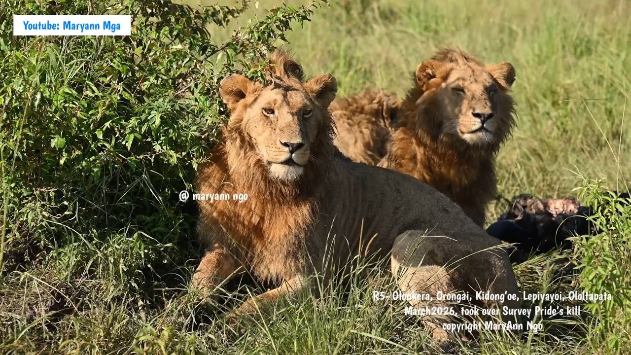 R5/ Rongai Boys stole Survey Pride meal, Olonkera, Orongai, Kidong&rsquo;oe, Lepiyayoi, Ololtapata, nomads