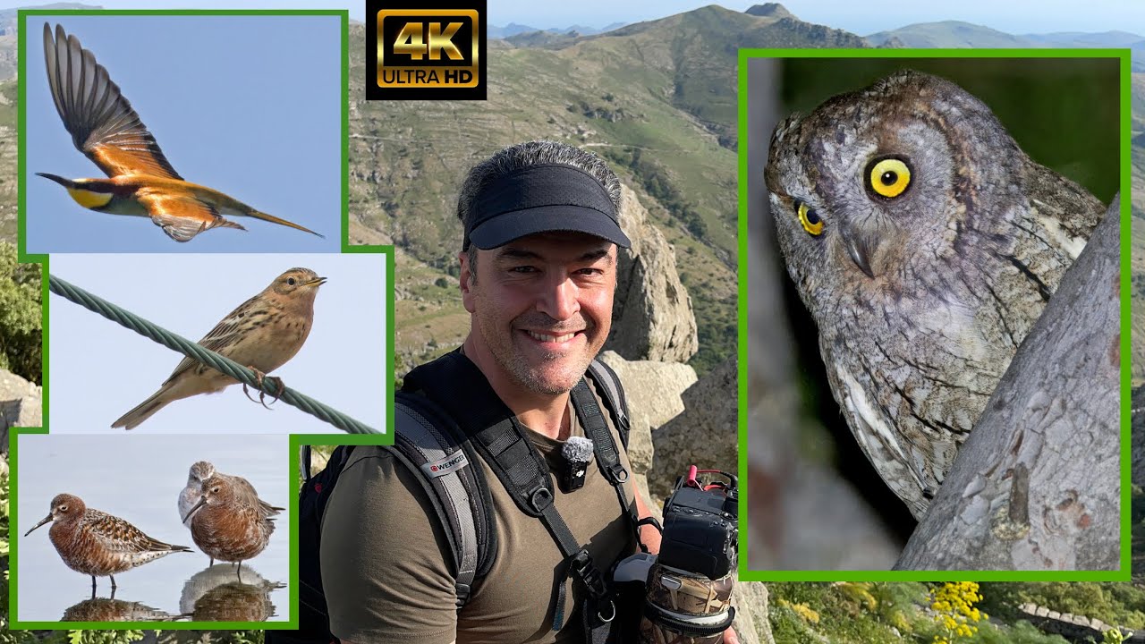 A Scops Owl - FINALLY! Of Course Lesvos Was Going To Make It Happen.