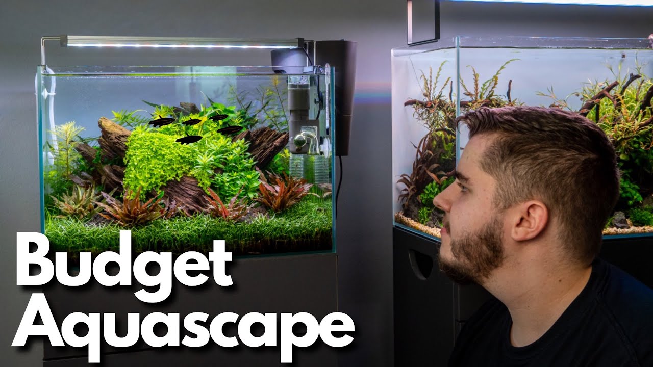Update vom 45P Nano Aquascape Aquarium!