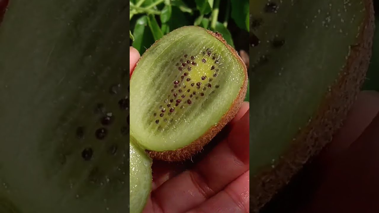 OMG! 😰😱 TODAY IS A DAY🌧️FOR PICKING FLOWERS _🌺🥝_AND_💐🍓_CUTTING FRUIT🍑🍈🍎🍒🍇    &lrm;⁨@Food-home14G⁩