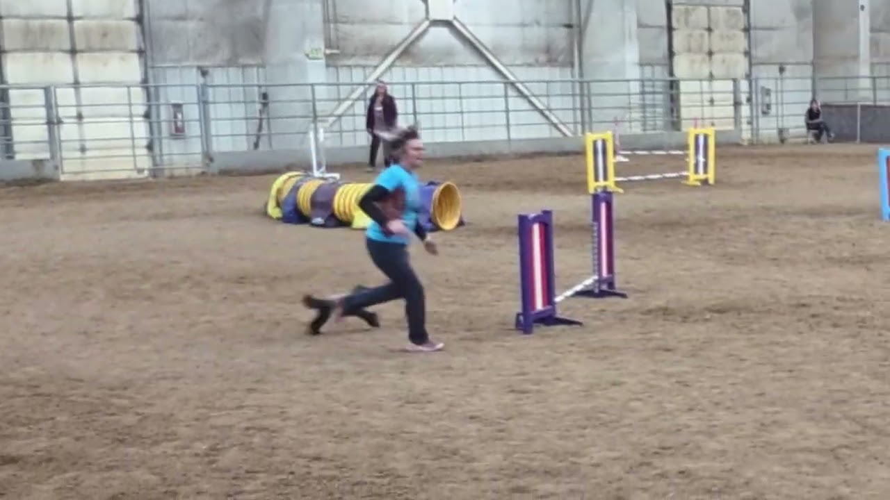Charley's MACH7, QQ #134, Front Range Agility Association of Denver, Douglas Co, 2-28-2026