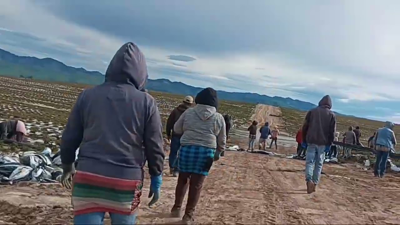 Sacando plástico de la fresa en California amigos 
