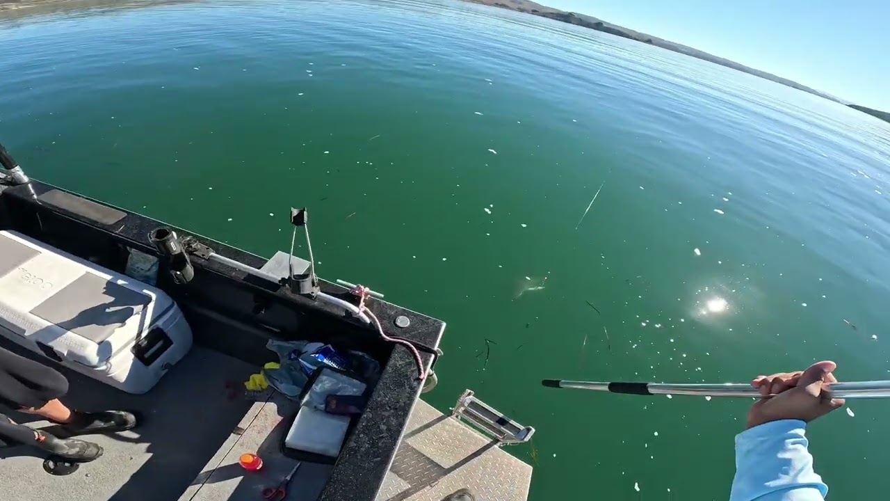 California Halibut on live bait