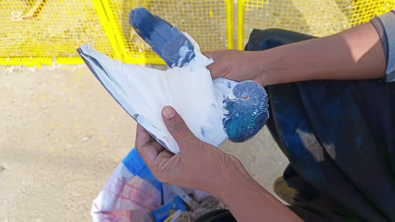 🕊2026 Tournament Ka Laya Kabutar Ke Perpati Kar Di🕊