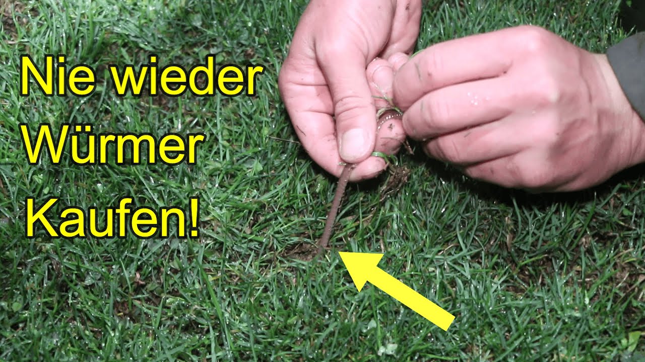 Angeln mit Wurm? Das ganze Jahr kostenlose Tauwürmer! So geht es!