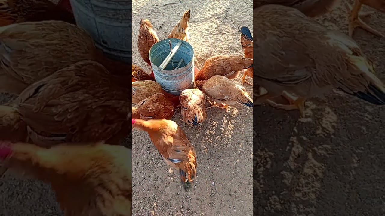 Nossa criação está cada vez mais linda
