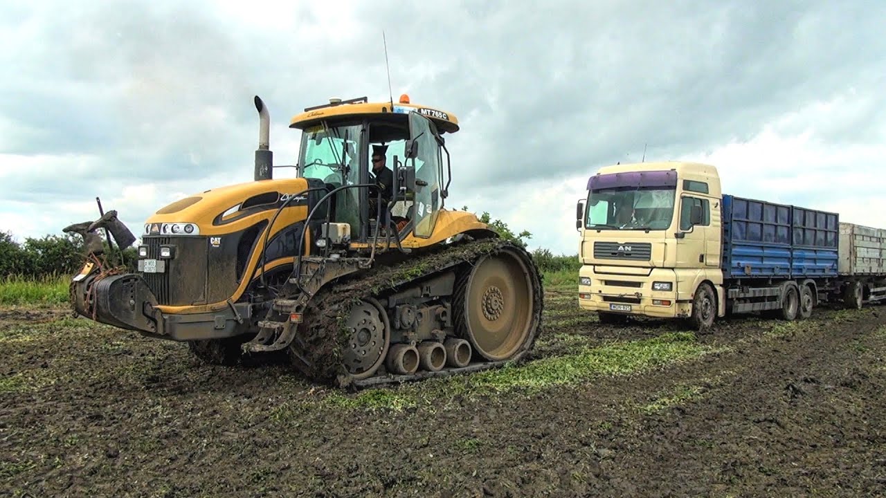 Borsó aratás [Ploeger EPD 538] [MAN&Volvo trucks] Cat Challenger MT 765C