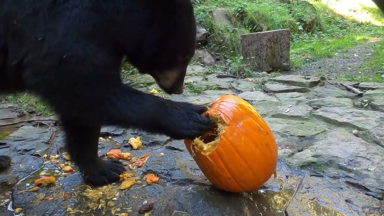 Rescued Black Bears Chomp Halloween Pumpkins