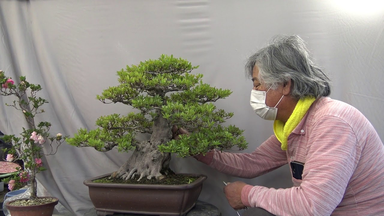 I will answer as much as possible about the bonsai questions.