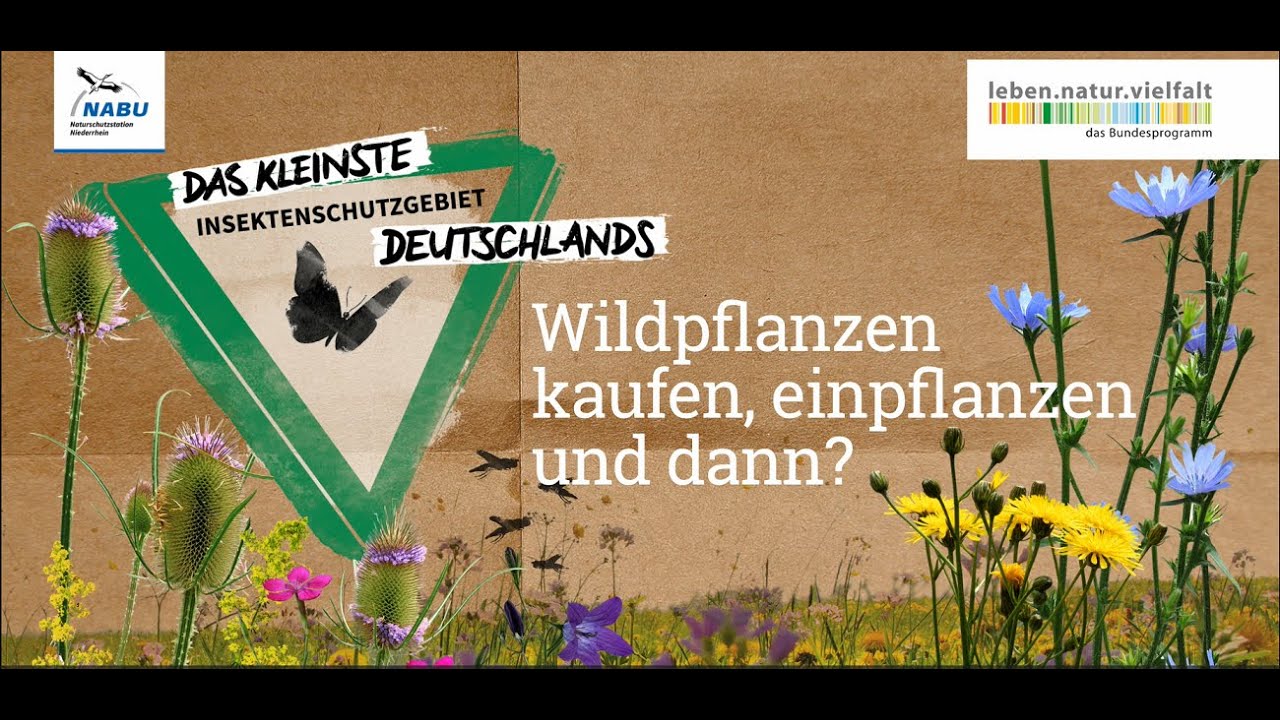 Wildpflanzen kaufen, einpflanzen und dann?