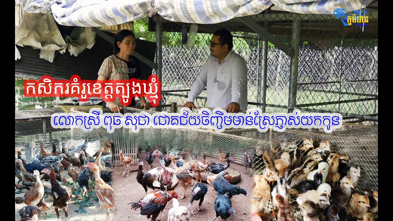 កសិករគំរូខេត្តត្បូងឃ្មុំ រកចំណូលខ្ទង់ពាន់ដុល្លា ពីការភ្ញាស់កូនមាន់ស្រែលក់