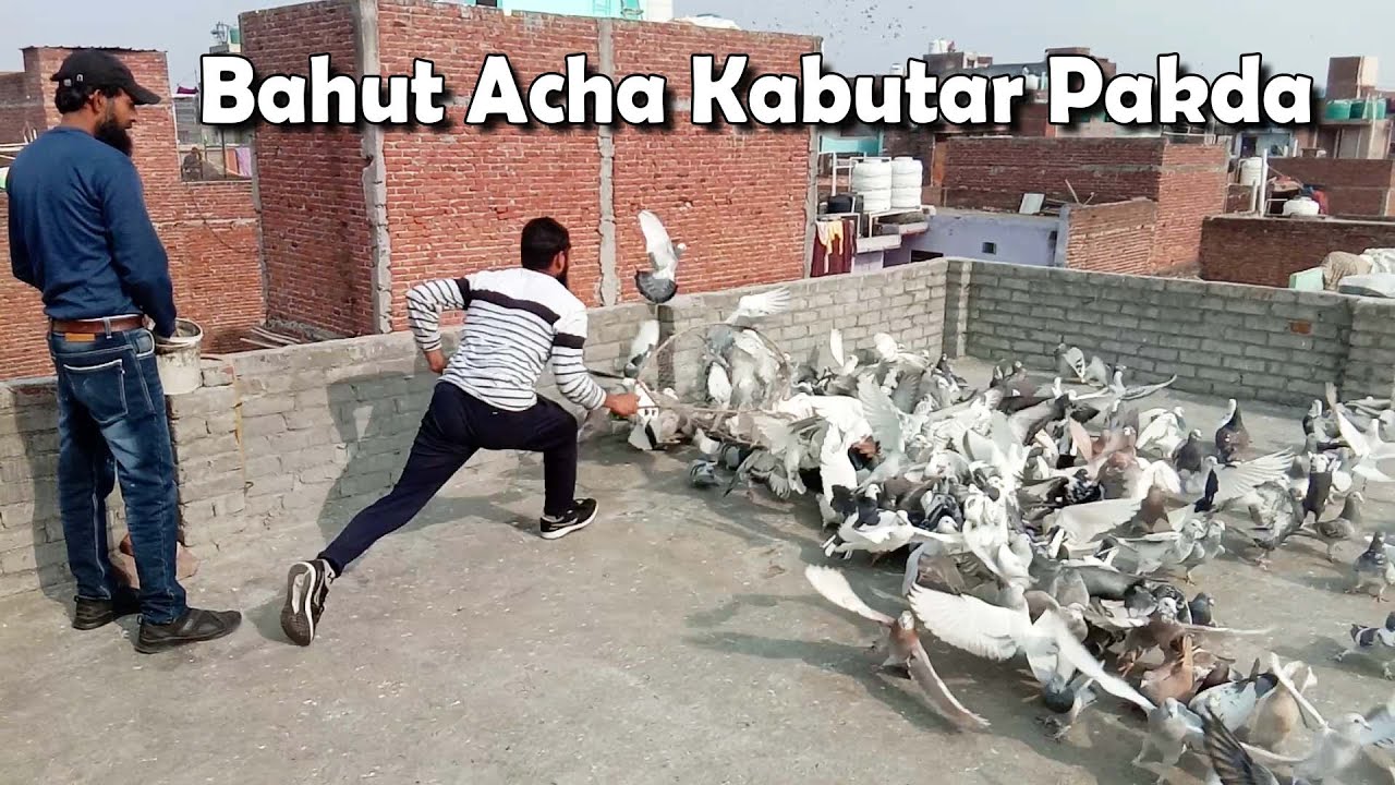 Jafrabad Se Ustad Akhtar K Khalifa Tanveer K Patyale Kabutar Ka Shok  | Delhi Ki Kabootar Bazi