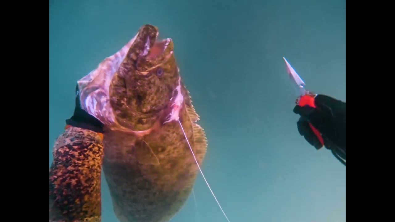 PB Halibut  38
