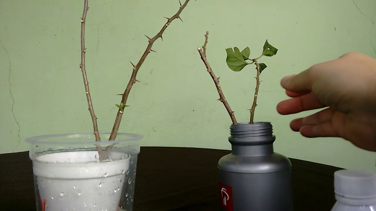 Enraizar bounganvile (primavera) com e sem enraizador Forth
