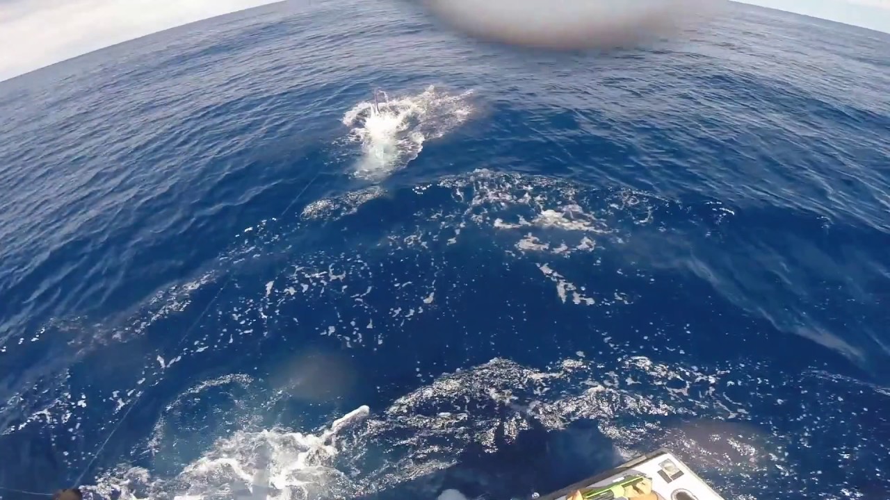 Bermagui marlin fishing
