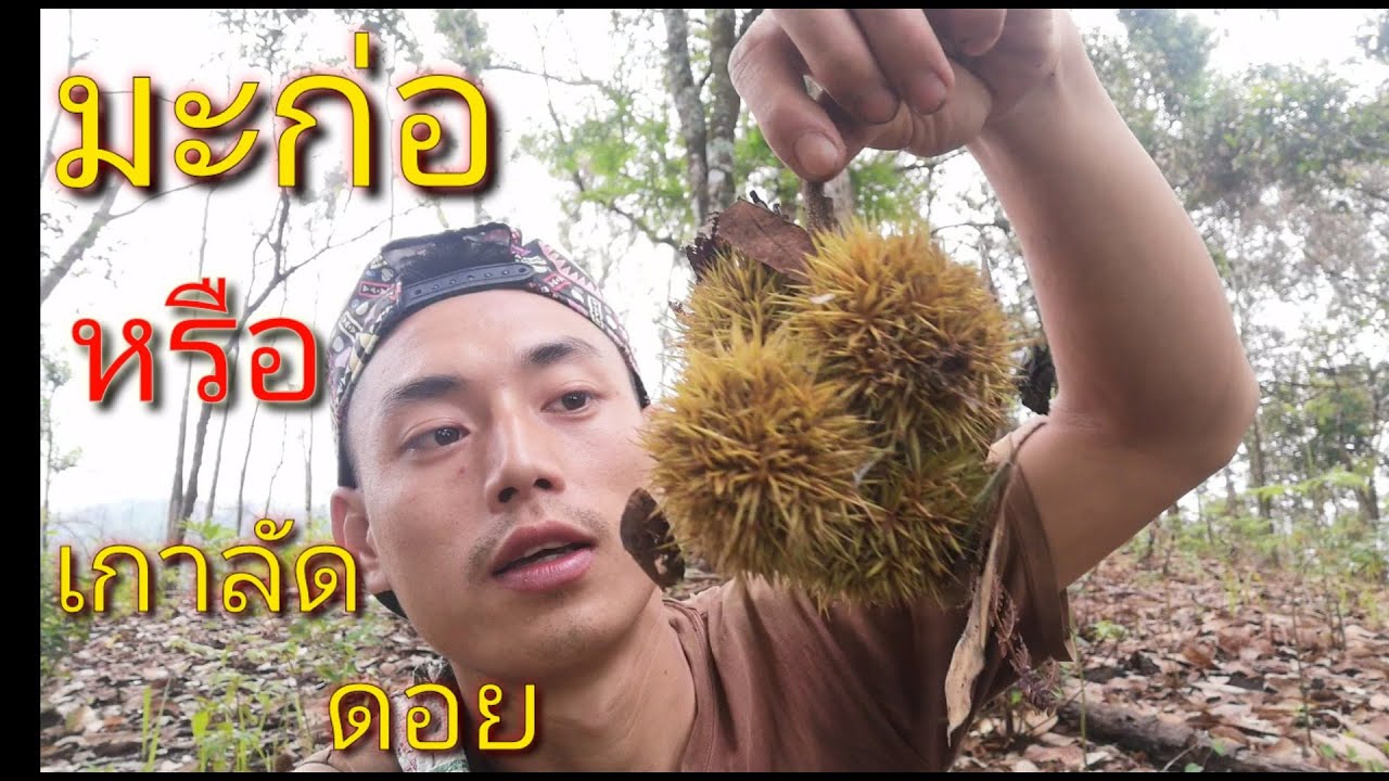 มะก่อหรือลูกก่อ(เกาลัดบนดอยหรือหลายๆคนเรียก​ว่าเกาลัด​เมือง​ไทย)​