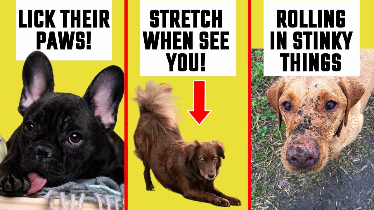 9 STRANGE Dog Behaviors Finally EXPLAINED!