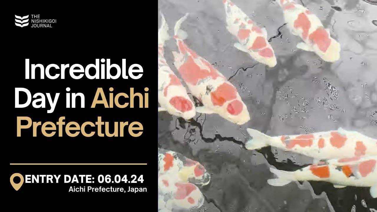 Visiting Kondo & No.1 Koi a.k.a Narita Koi Farm | The Nishikigoi Journal | EP#040