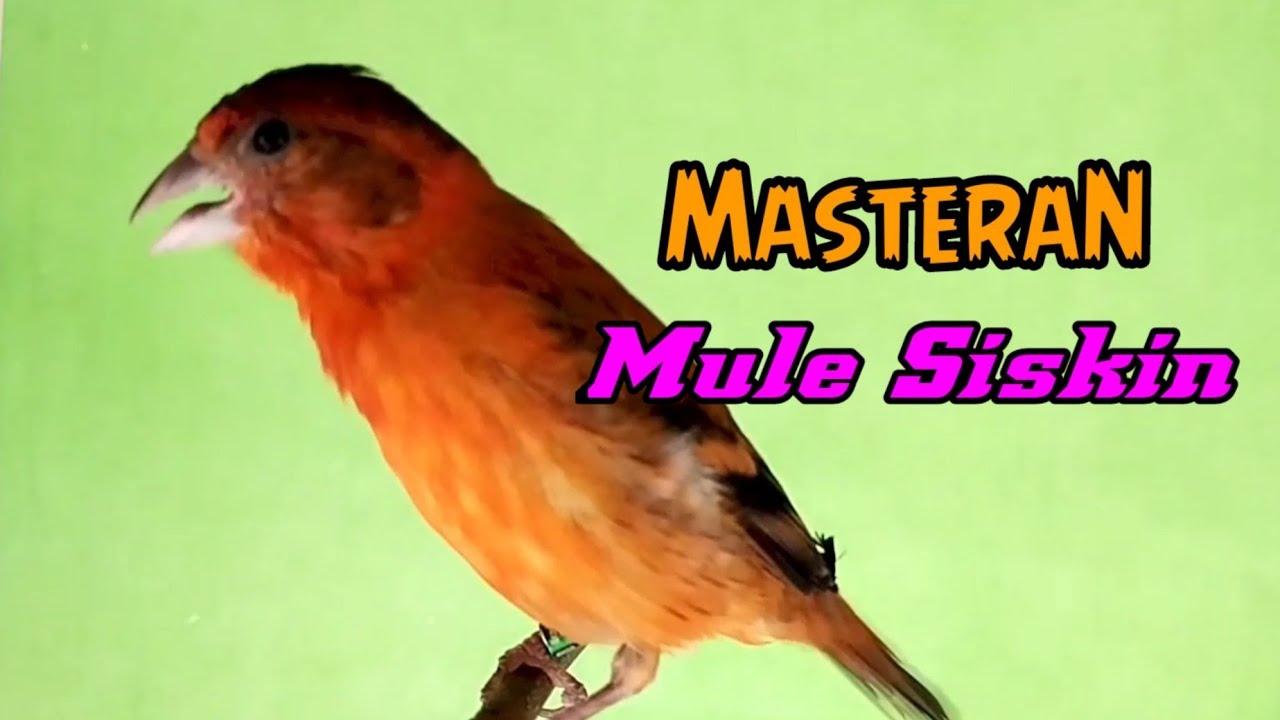 Kicau Merdu Mule Siskin Gacor Cocok Untuk Masteran
