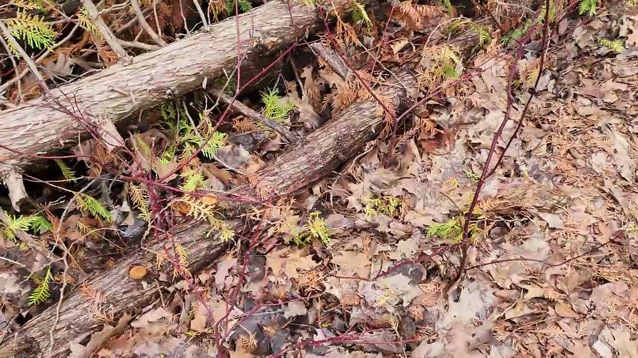 Red Osier Dogwood Cuttings Success?