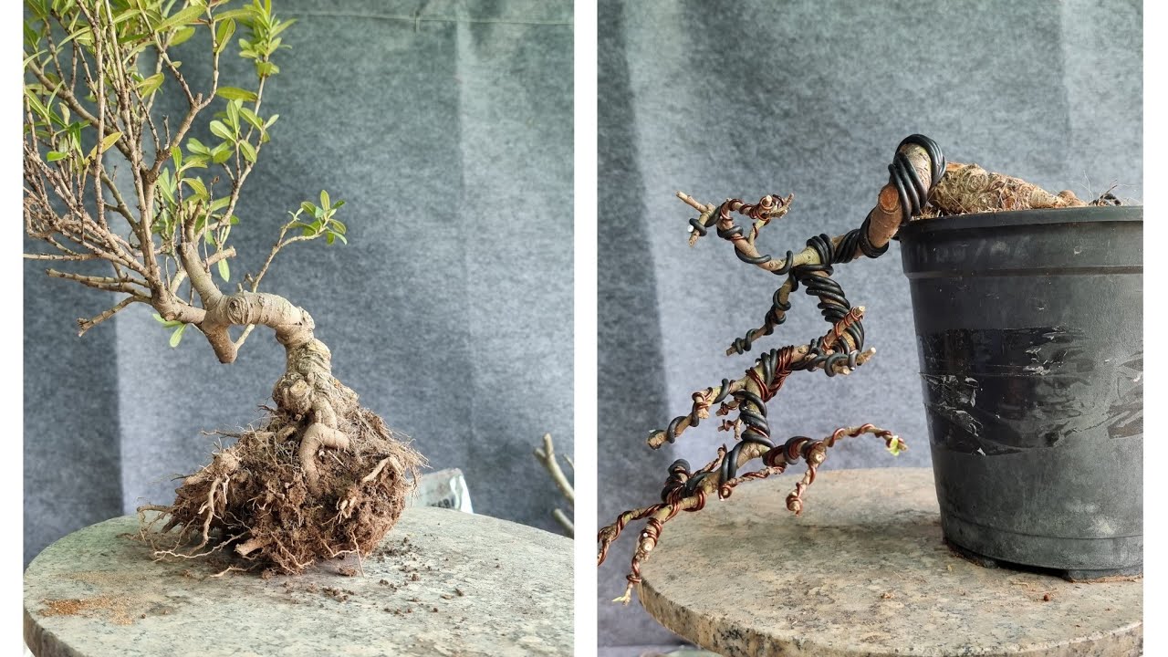 Chuyển dáng cây quái thành cây đổ chia sẻ bà con | Bonsai Và Sáng Tạo