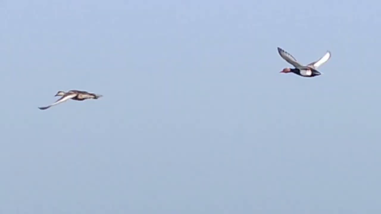 চুপি পাখিরালয় | চুপির চর পূর্বস্থলী | Chupi Kasthashali Bird Sanctuary | Chupir Char Purvasthali 🦩🦆