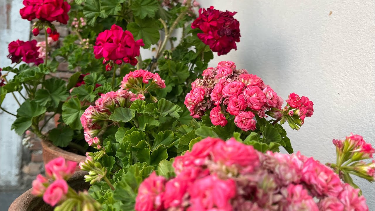 New Geranium Plants/ Garden Update 