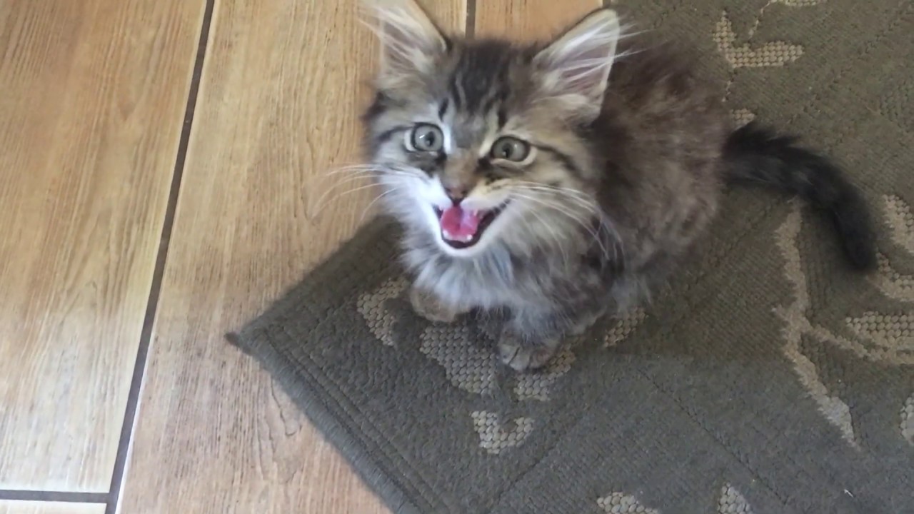 Bea (the Maine Coon Kitten) 2, Electric Boogaloo