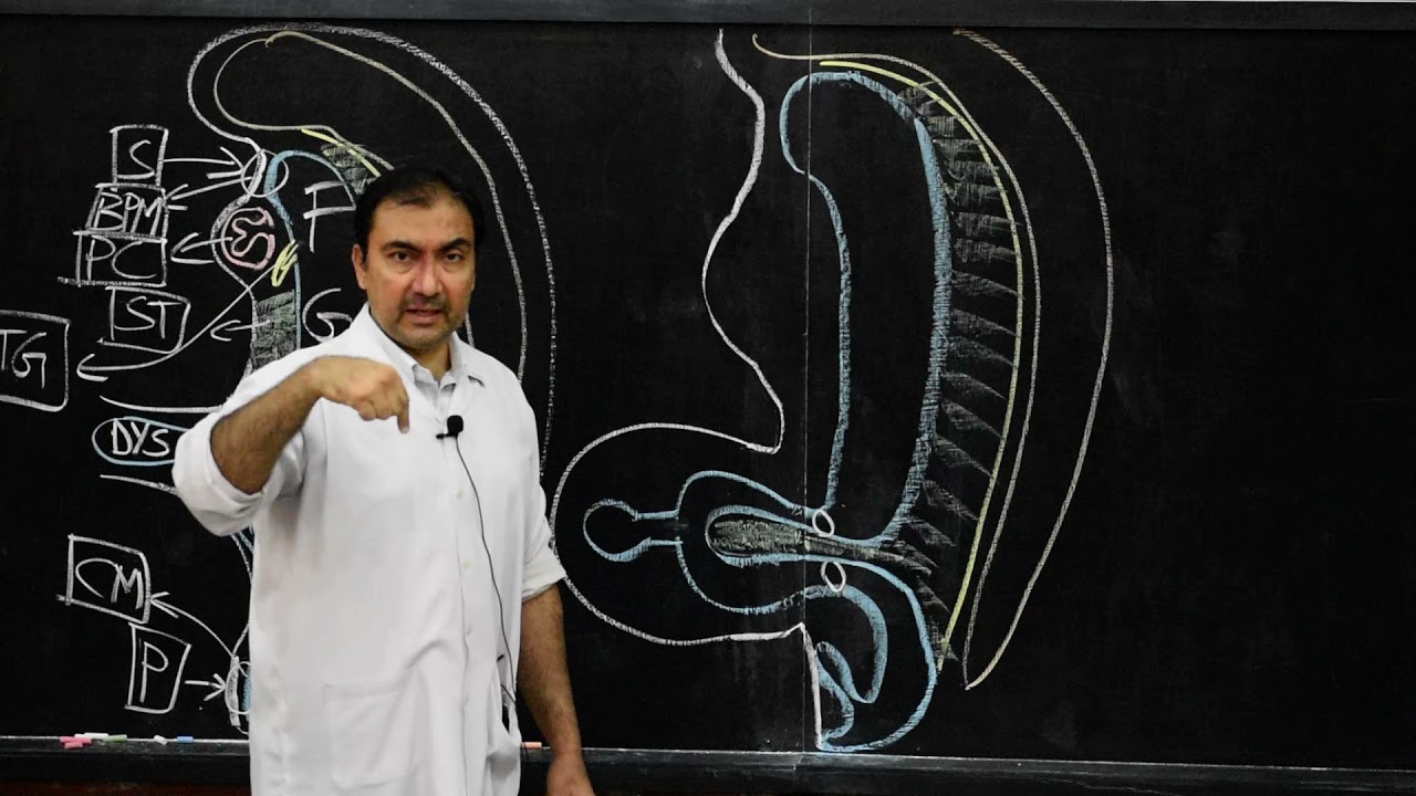 DEVELOPMENT  OF ALIMENTARY SYSTEM : GENERAL CONSIDERATIONS