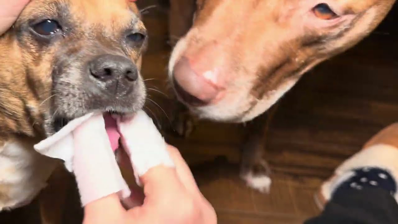 HICC Pet Teeth Cleaning Wipes |  Why I'm loving it! #amazoninfluencer