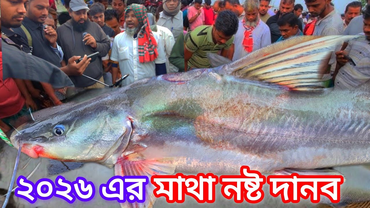 পদ্মা নদীর জীবন্ত আইড় মাছ! না দেখলে সত্যিই মিস করবেন