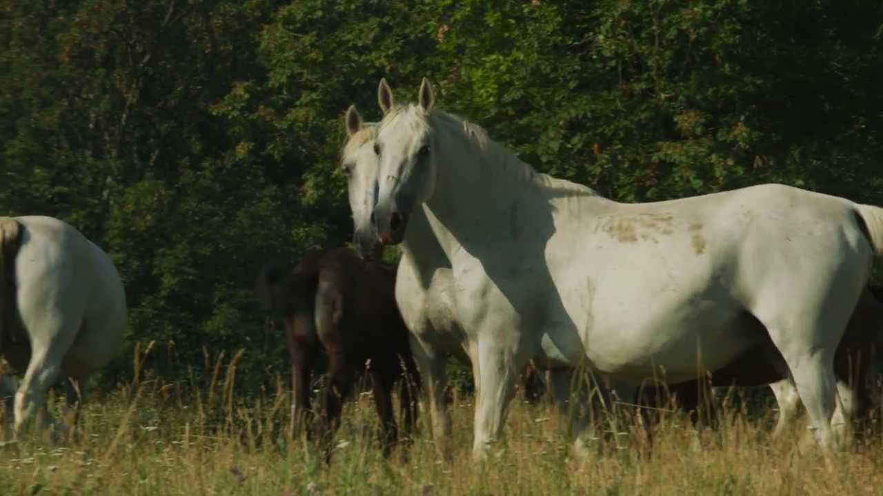 Lipica - The Cradle of the Lipizzaner