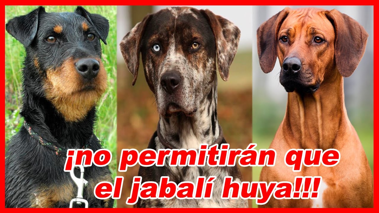 Top 10 PERROS de RASTREO, persecución y contención del JABALÍ - Perro de bahía