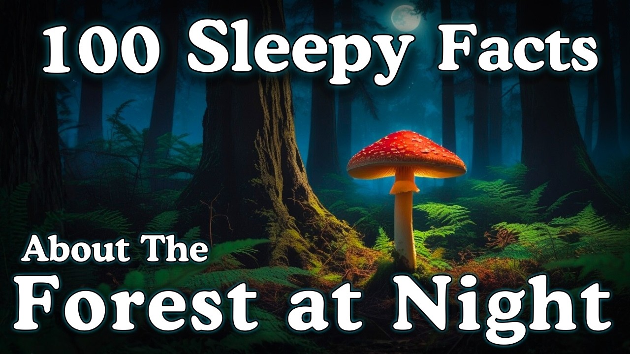 The Most Relaxing Facts About The Forest At Night to Fall Asleep To