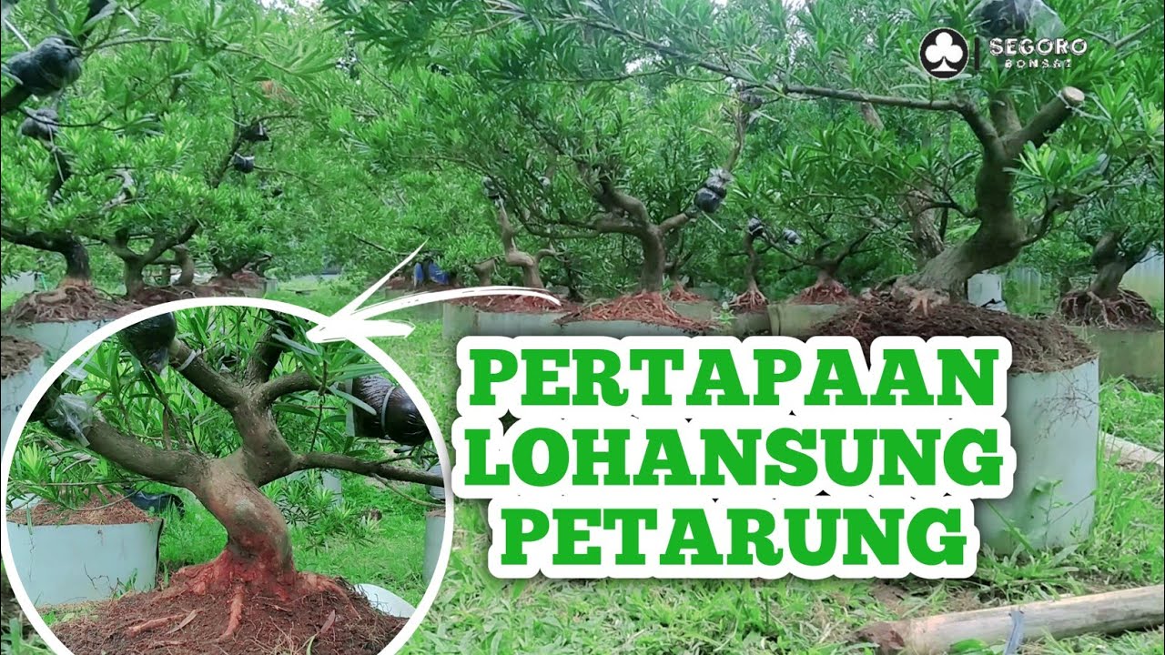 🔴 GREBEG KEBUN SULTANNYA LOHANSUNG!!! LOHANSUNG PETARUNG SEMUA!!!