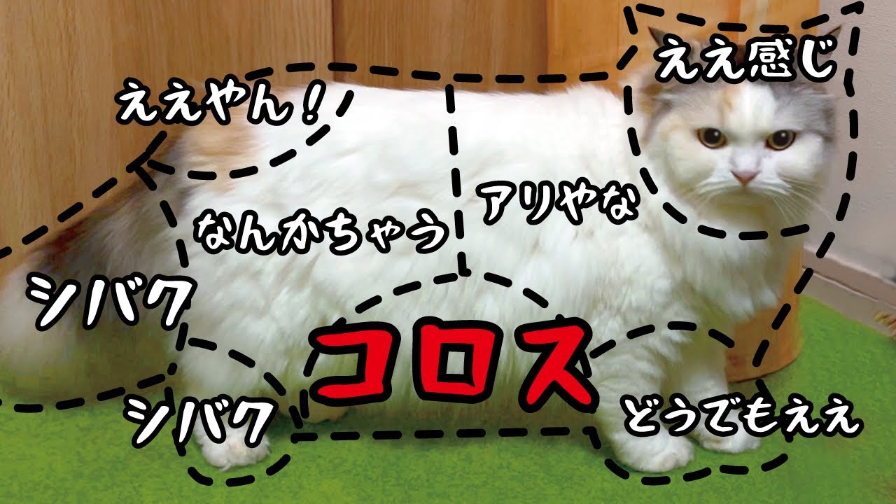 【詐欺】猫をさわった時の反応マニュアルが大嘘で逆に面白すぎました笑【関西弁でしゃべる猫】 【猫アテレコ】
