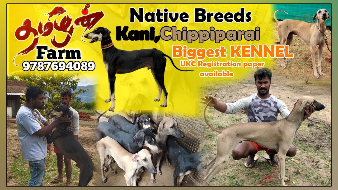 Native breed| kanni &Chippiparai | Biggest Kennel| ukc Registration Available|வேட்டை நாய்கள் பண்ணை