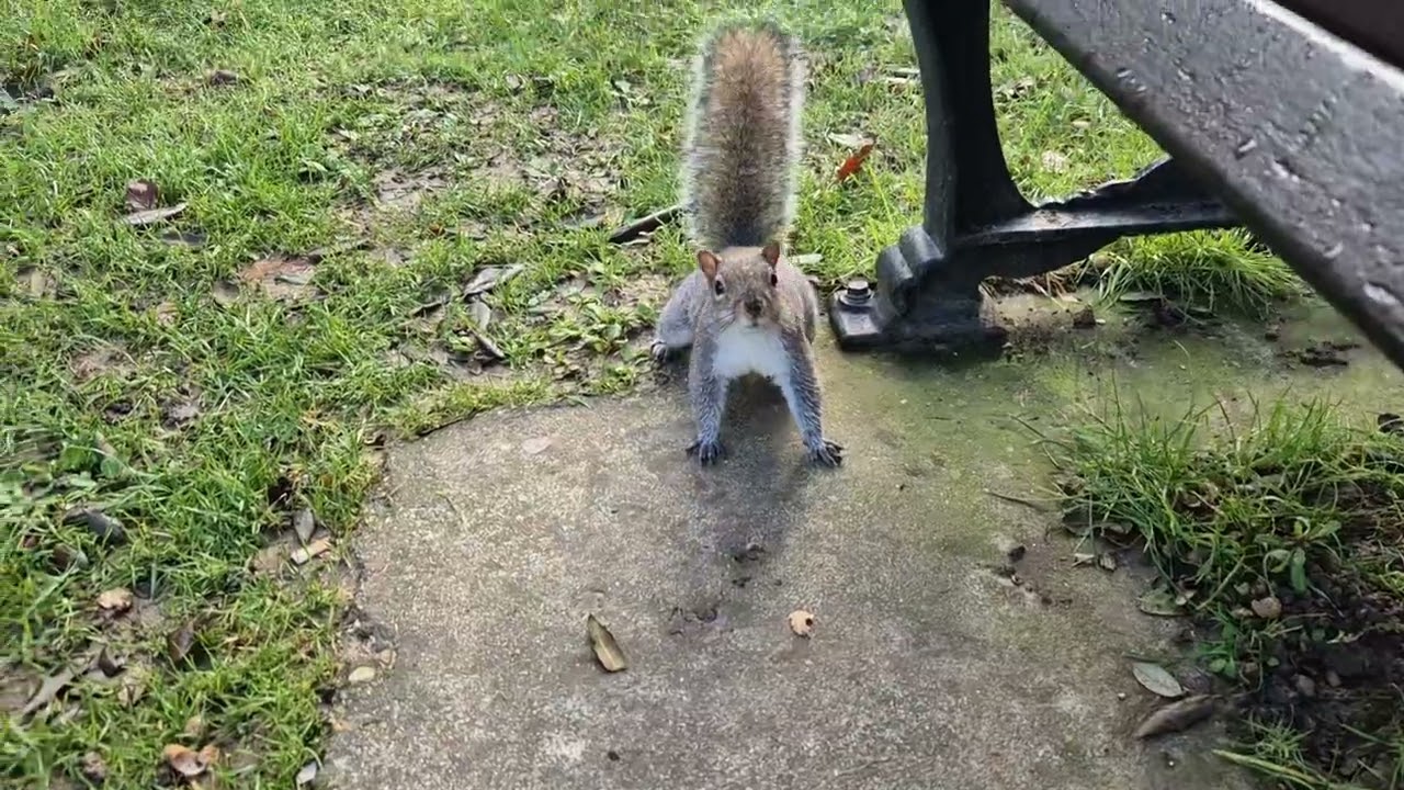 Squirrels in Hotham Park 14th January 