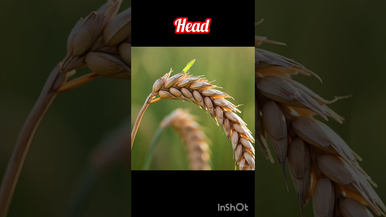 parts of wheat plant#wheat#agrarian#agriculture #agriculturetechnology