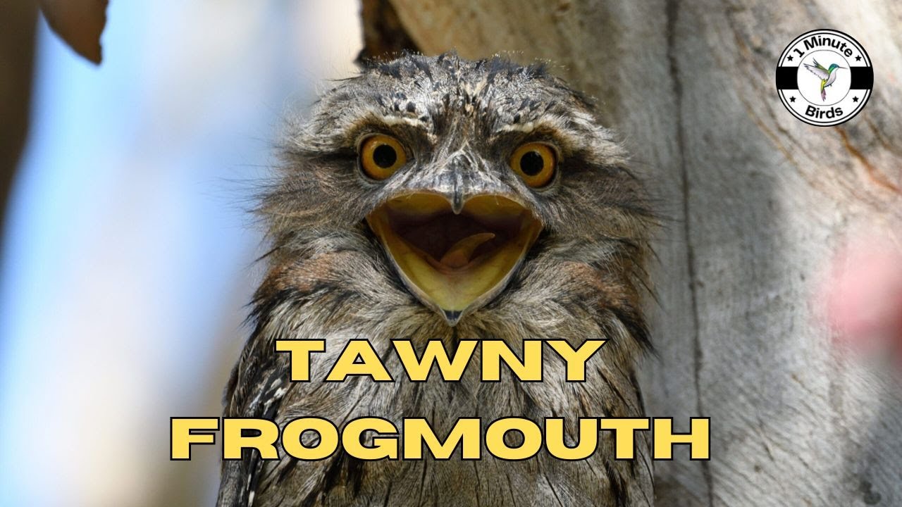 Tawny Frogmouth (Podargus strigoides)
