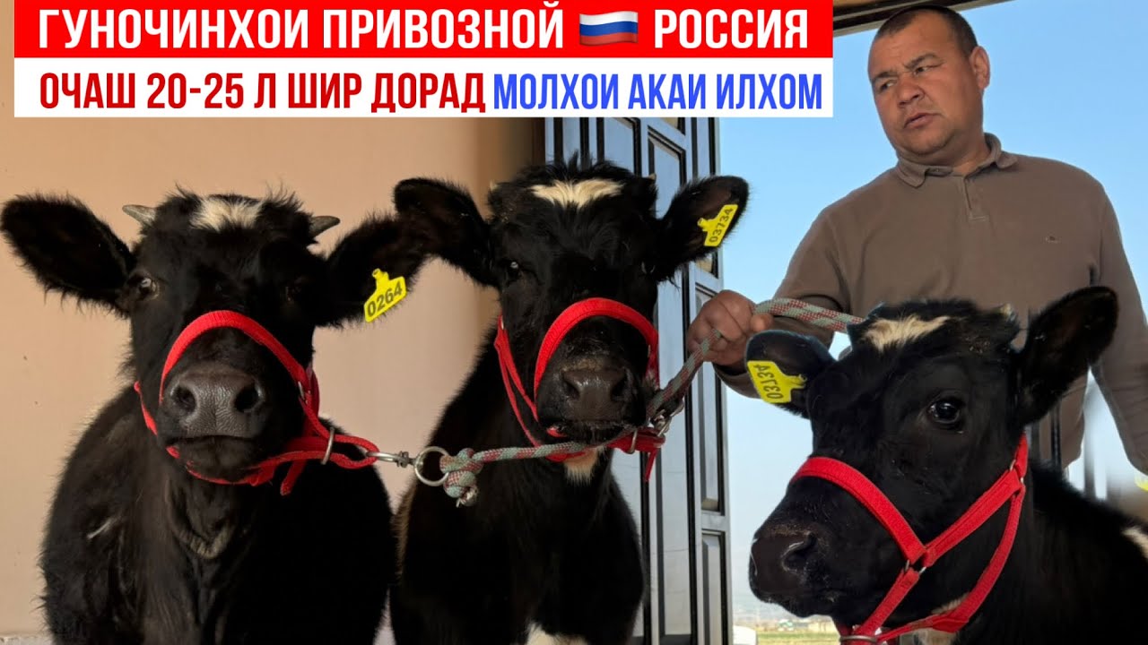 Очаш 20-25 л ШИР ДОРАД 13 марта 2026 г.
