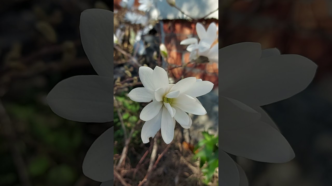 Магнолия Звездочная цветет Magnolia Stellata blooms