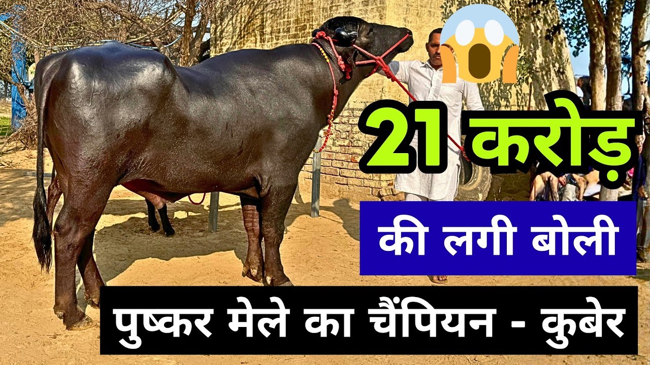 21 करोड़ ?? Worth it - कुबेर || Pushkar मेले में बना ये बुल चैंपियन || Champion Bull Kuber