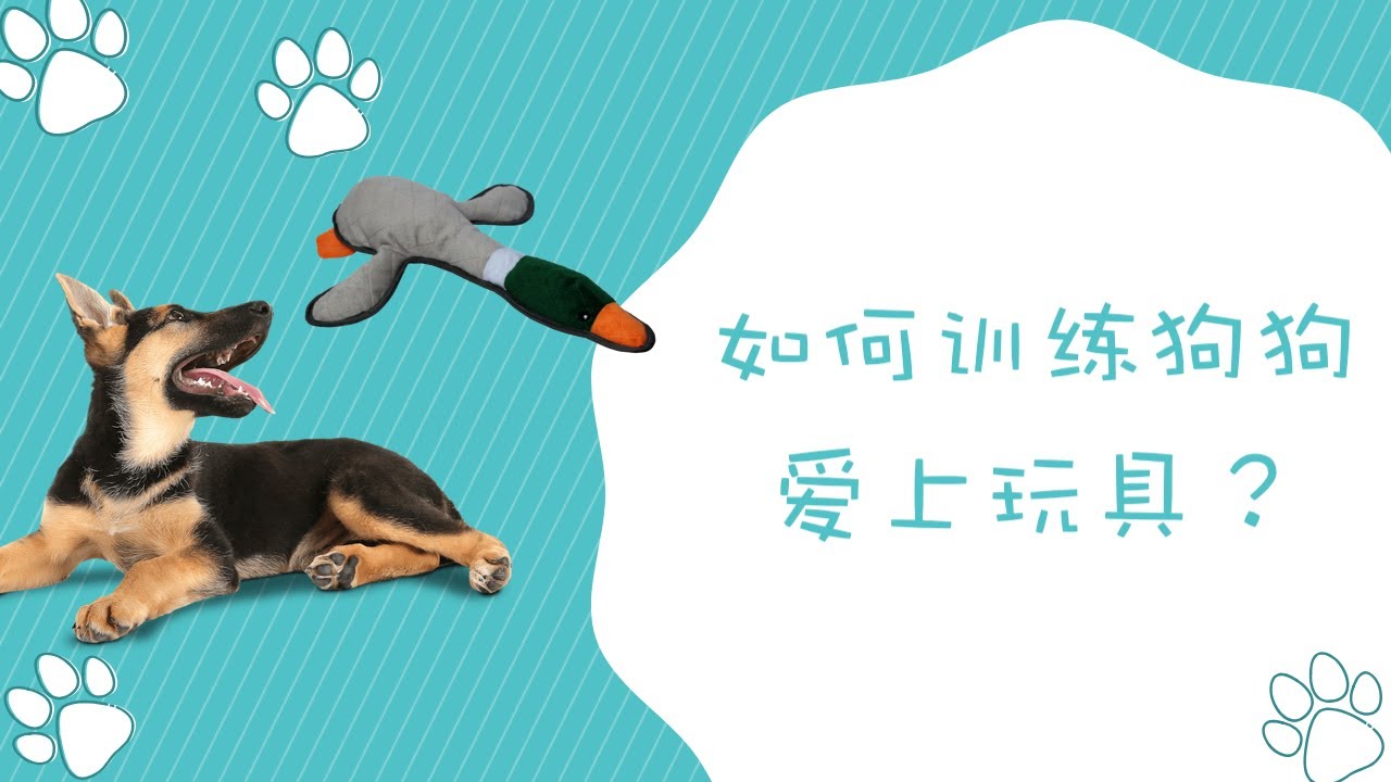 如何让狗狗爱上玩具？狗狗不爱玩具怎么办，训练狗狗爱上玩具
