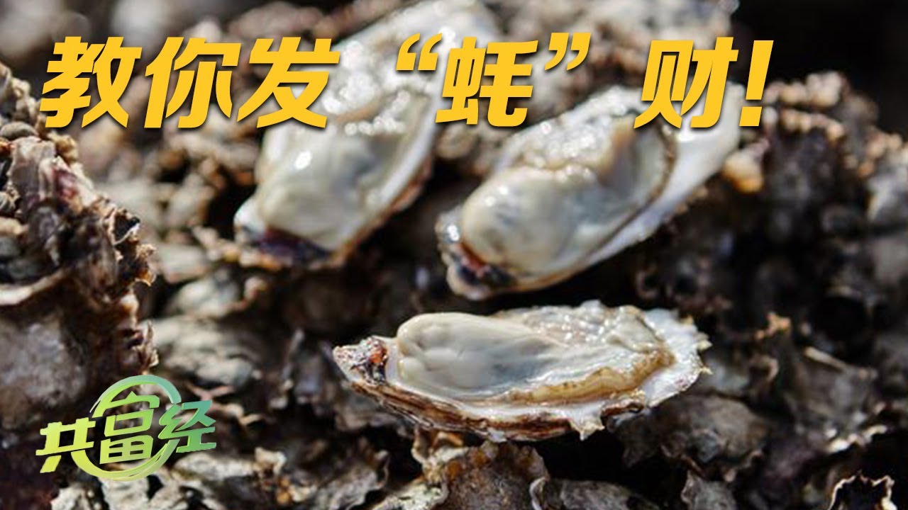 年产值超过10亿元！他用新方法养殖生蚝，全年都能“发蚝财”，赚钱的关键在于给生蚝“搬家”！|「共富经」20230613