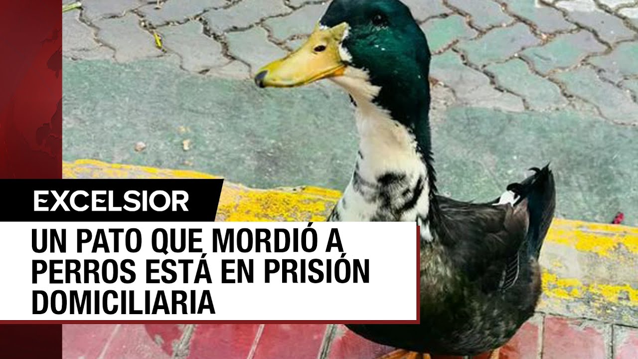 Pato es denunciado por atacar a mascotas y recibe prisión domiciliaria