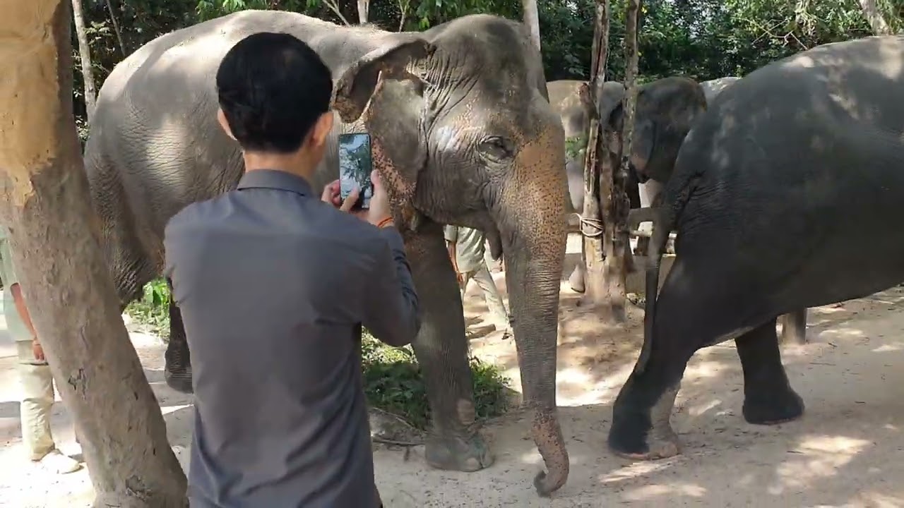 Elephant Sanctuary in Siem Reap 