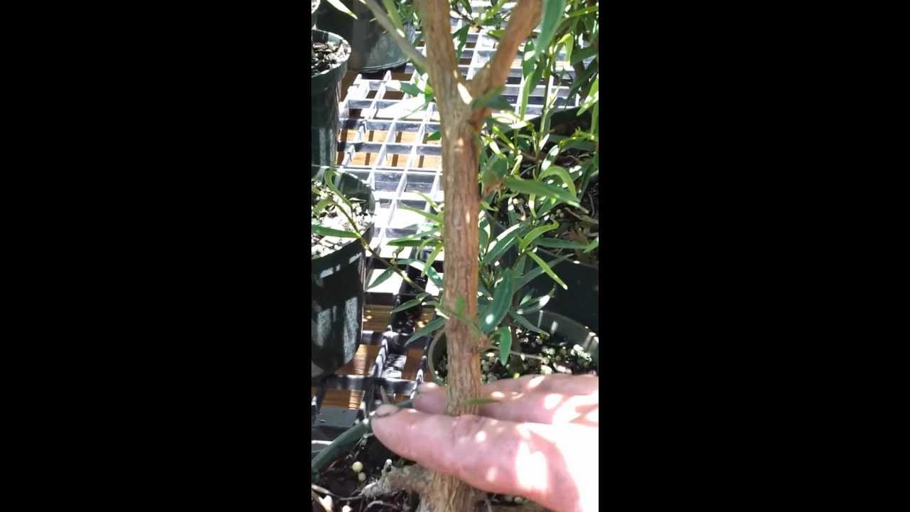 Introduction to Ficus Salicaria  Bonsai by Jason of Schley's Bonsai and Supplies