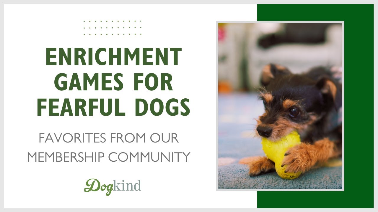 Enrichment games for fearful dogs