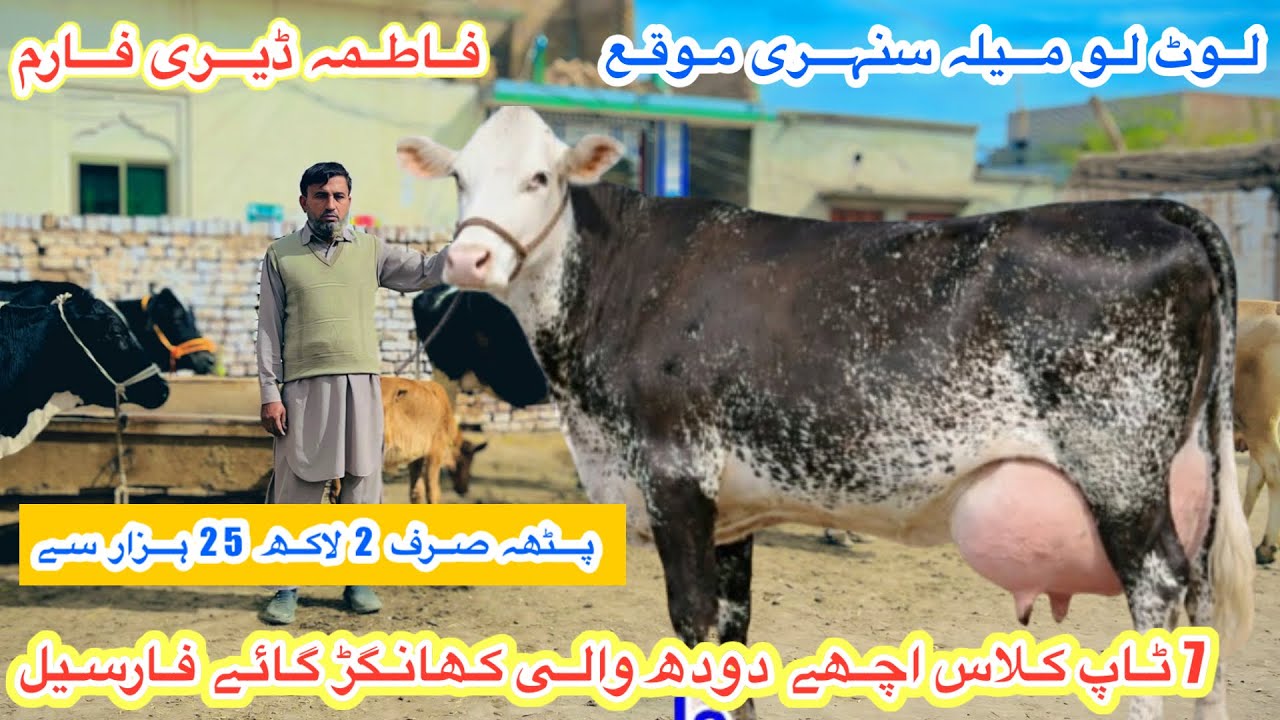 Fatima Dairy Farm | Top Class Khangar Cows For Sale | Australian Fresian Cows | 11 February 2026